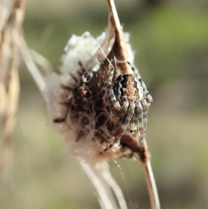 Araneinae (subfamily) at Cook, ACT - 16 Sep 2021 03:48 PM