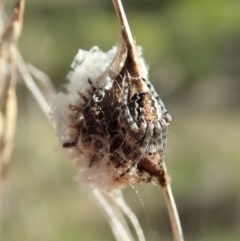 Araneinae (subfamily) at Cook, ACT - 16 Sep 2021 03:48 PM