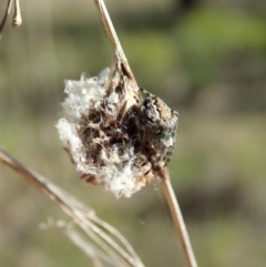 Araneinae (subfamily) at Cook, ACT - 16 Sep 2021