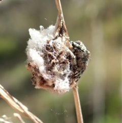 Araneinae (subfamily) at Cook, ACT - 16 Sep 2021