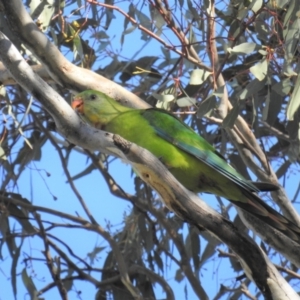 Polytelis swainsonii at Tuggeranong DC, ACT - suppressed