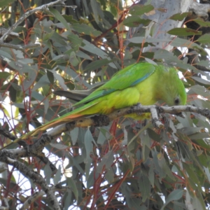 Polytelis swainsonii at Tuggeranong DC, ACT - suppressed