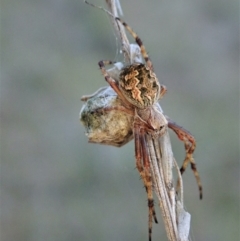 Araneinae (subfamily) (Orb weaver) at Mount Painter - 13 Sep 2021 by CathB
