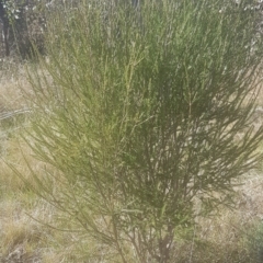 Melaleuca parvistaminea at Majura, ACT - 22 Aug 2021