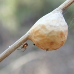 Araneus albotriangulus (White-triangle orb weaver) at Aranda Bushland - 16 Sep 2021 by CathB