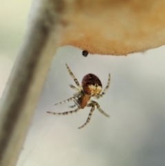 Araneus albotriangulus at Holt, ACT - 16 Sep 2021