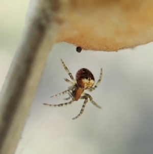 Araneus albotriangulus at Holt, ACT - 16 Sep 2021