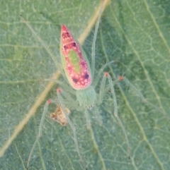 Araneus talipedatus at Cook, ACT - 16 Sep 2021 04:46 PM