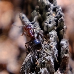 Papyrius nitidus (Shining Coconut Ant) at Molonglo River Reserve - 17 Sep 2021 by Kurt