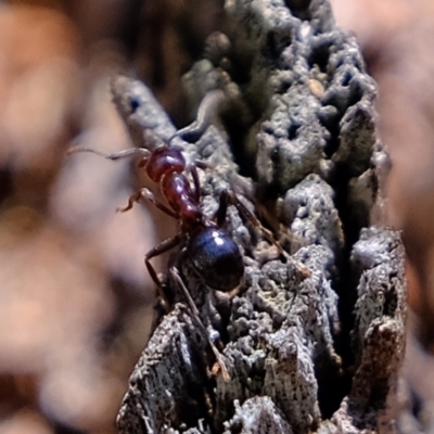 Papyrius nitidus (Shining Coconut Ant) at Molonglo River Reserve - 17 Sep 2021 by Kurt