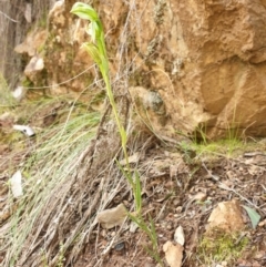 Bunochilus umbrinus (ACT) = Pterostylis umbrina (NSW) (Broad-sepaled Leafy Greenhood) at Cotter River, ACT by gregbaines