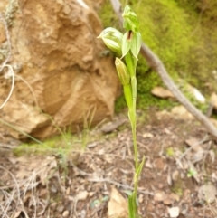 Bunochilus umbrinus (ACT) = Pterostylis umbrina (NSW) at suppressed - suppressed