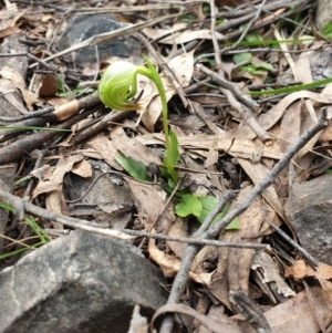 Pterostylis nutans at Cotter River, ACT - 16 Sep 2021