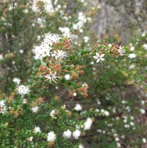 Leionema lamprophyllum subsp. obovatum at Uriarra Village, ACT - 20 Sep 2021