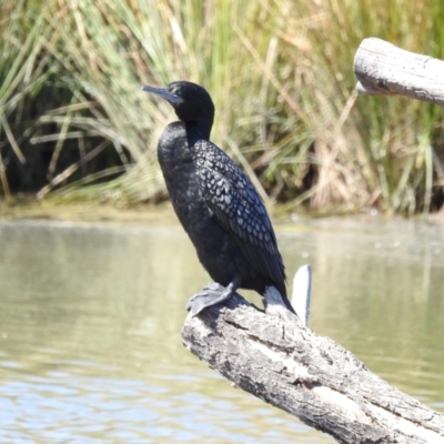 Phalacrocorax sulcirostris (Little Black Cormorant) at Monash, ACT - 17 Sep 2021 by JohnBundock