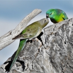 Psephotus haematonotus (Red-rumped Parrot) at Urambi Hills - 16 Sep 2021 by JohnBundock