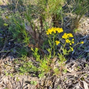 Senecio pinnatifolius var. pinnatifolius at Jerrabomberra, ACT - 17 Sep 2021