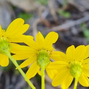 Senecio pinnatifolius var. pinnatifolius at Jerrabomberra, ACT - 17 Sep 2021