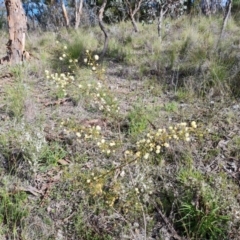 Acacia genistifolia (Early Wattle) at Wanniassa Hill - 17 Sep 2021 by Mike
