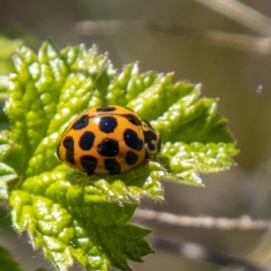 Harmonia conformis at Chapman, ACT - 17 Sep 2021