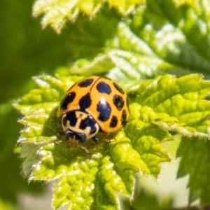 Harmonia conformis at Chapman, ACT - 17 Sep 2021