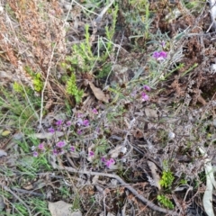 Glycine clandestina (Twining Glycine) at Tuggeranong DC, ACT - 17 Sep 2021 by Mike