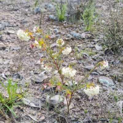 Pimelea linifolia (Slender Rice Flower) at Tuggeranong DC, ACT - 17 Sep 2021 by Mike