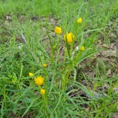 Xerochrysum viscosum (Sticky Everlasting) at Wanniassa Hill - 17 Sep 2021 by Mike