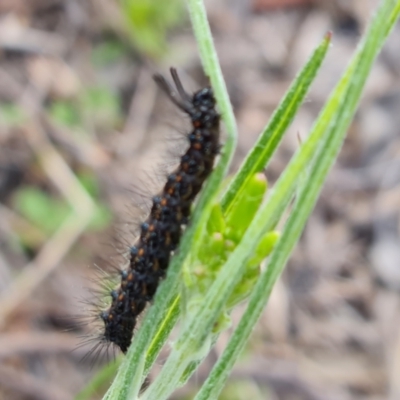 Nyctemera amicus (Senecio Moth, Magpie Moth, Cineraria Moth) at Wanniassa Hill - 17 Sep 2021 by Mike