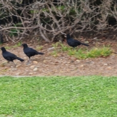 Corcorax melanorhamphos (White-winged Chough) at Isaacs, ACT - 17 Sep 2021 by Mike