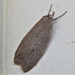Chezala privatella (A Concealer moth) at Wanniassa, ACT - 17 Sep 2021 by JohnBundock