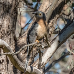 Cacomantis flabelliformis (Fan-tailed Cuckoo) at Forde, ACT - 17 Sep 2021 by C_mperman