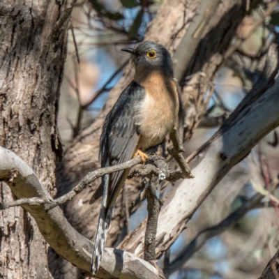 Cacomantis flabelliformis (Fan-tailed Cuckoo) at Forde, ACT - 17 Sep 2021 by C_mperman