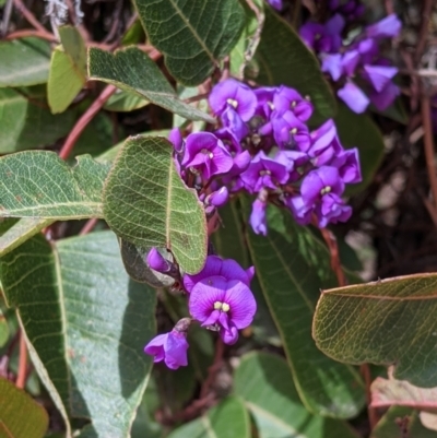 Hardenbergia violacea (False Sarsaparilla) at Beechworth, VIC - 17 Sep 2021 by Darcy