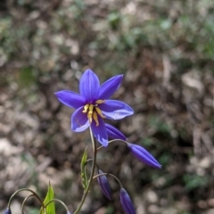 Stypandra glauca (Nodding Blue Lily) at Beechworth, VIC - 17 Sep 2021 by Darcy