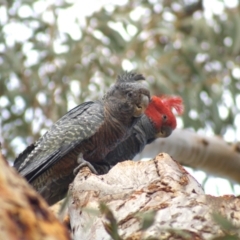 Callocephalon fimbriatum (Gang-gang Cockatoo) at Aranda Bushland - 17 Sep 2021 by Amy