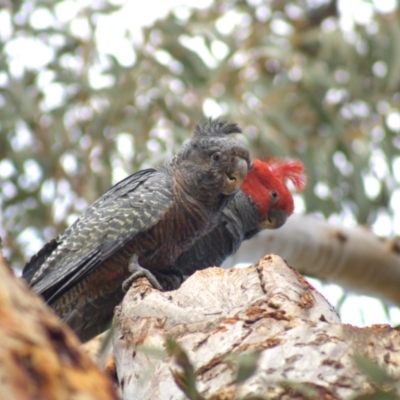 Callocephalon fimbriatum (Gang-gang Cockatoo) at Aranda, ACT - 17 Sep 2021 by Amy