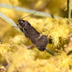 Leistomorpha brontoscopa (A concealer moth) at Higgins, ACT - 14 Sep 2021 by AlisonMilton