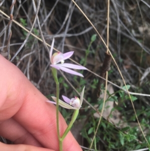 Caladenia carnea at Point 5204 - suppressed