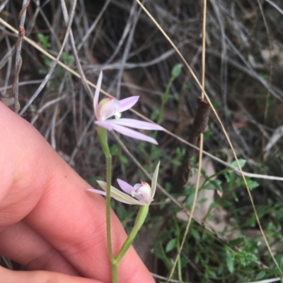 Caladenia carnea (Pink Fingers) at Molonglo Valley, ACT - 17 Sep 2021 by Ned_Johnston