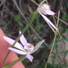 Caladenia carnea at Point 5204 - suppressed