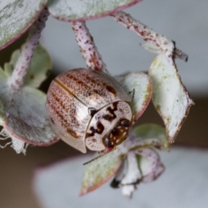 Paropsisterna m-fuscum at Hawker, ACT - 14 Sep 2021