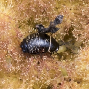 Ellipsidion australe at Scullin, ACT - 14 Sep 2021