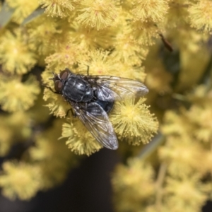 Calliphora vicina at Scullin, ACT - 14 Sep 2021