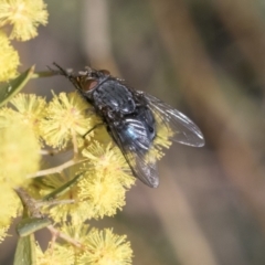 Calliphora vicina at Scullin, ACT - 14 Sep 2021