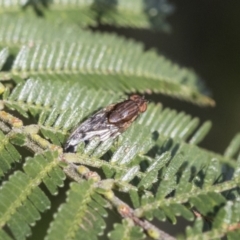 Helosciomyzidae (family) (Comb-winged fly) at Scullin, ACT - 14 Sep 2021 by AlisonMilton