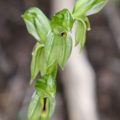 Bunochilus umbrinus (ACT) = Pterostylis umbrina (NSW) (Broad-sepaled Leafy Greenhood) by Sarah2019