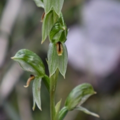 Bunochilus umbrinus (ACT) = Pterostylis umbrina (NSW) at suppressed - suppressed