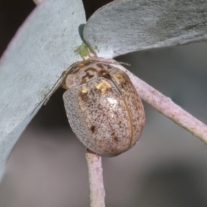 Paropsisterna m-fuscum at Scullin, ACT - 14 Sep 2021