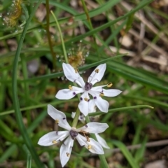 Wurmbea dioica subsp. dioica (Early Nancy) at Beechworth, VIC - 17 Sep 2021 by Darcy